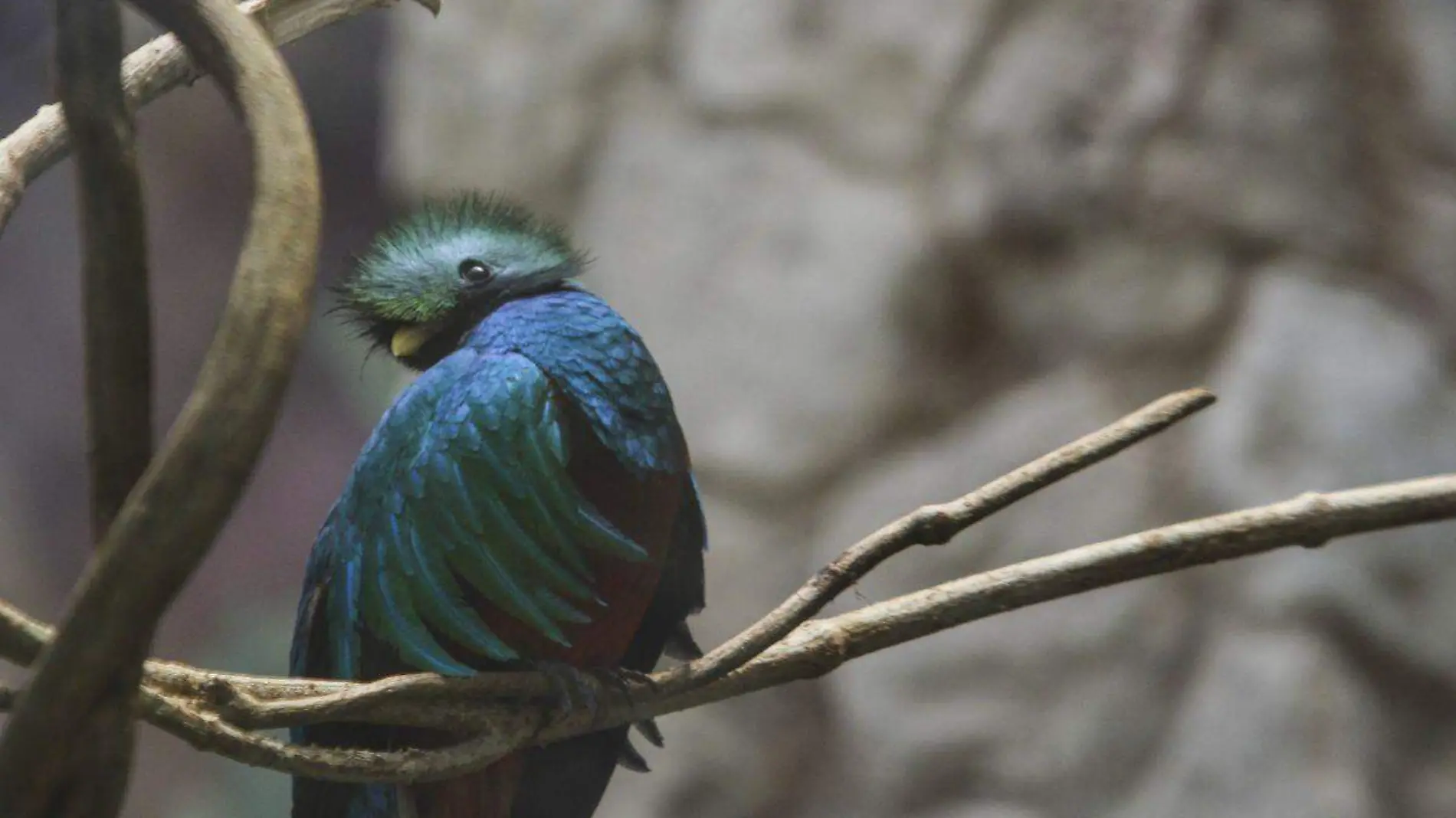 Quetzal 